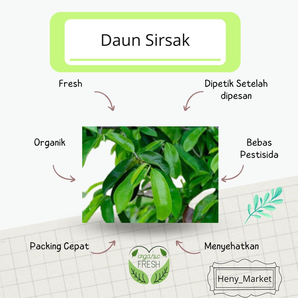 

Daun Sirsak Sirsat Segar