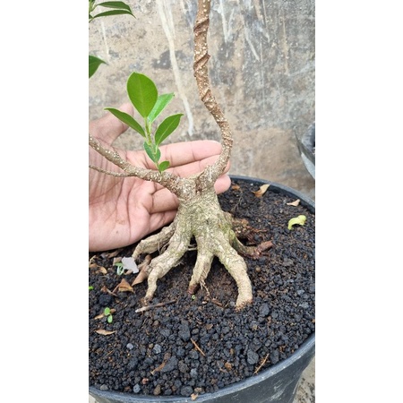 BONSAI MAME BERINGIN KIMEMG BOGEL