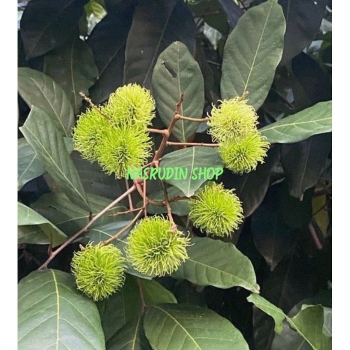 

[Fresh] DAUN RAMBUTAN SEGAR LANGSUNG PETIK