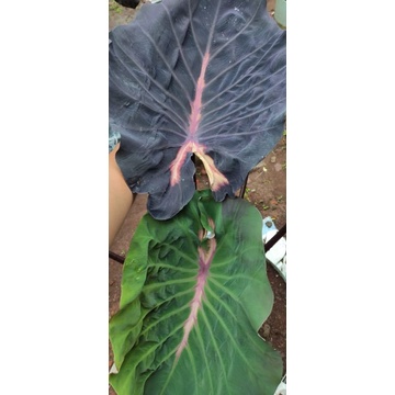 Colocasia Nirmala New Hybrid SBA Series