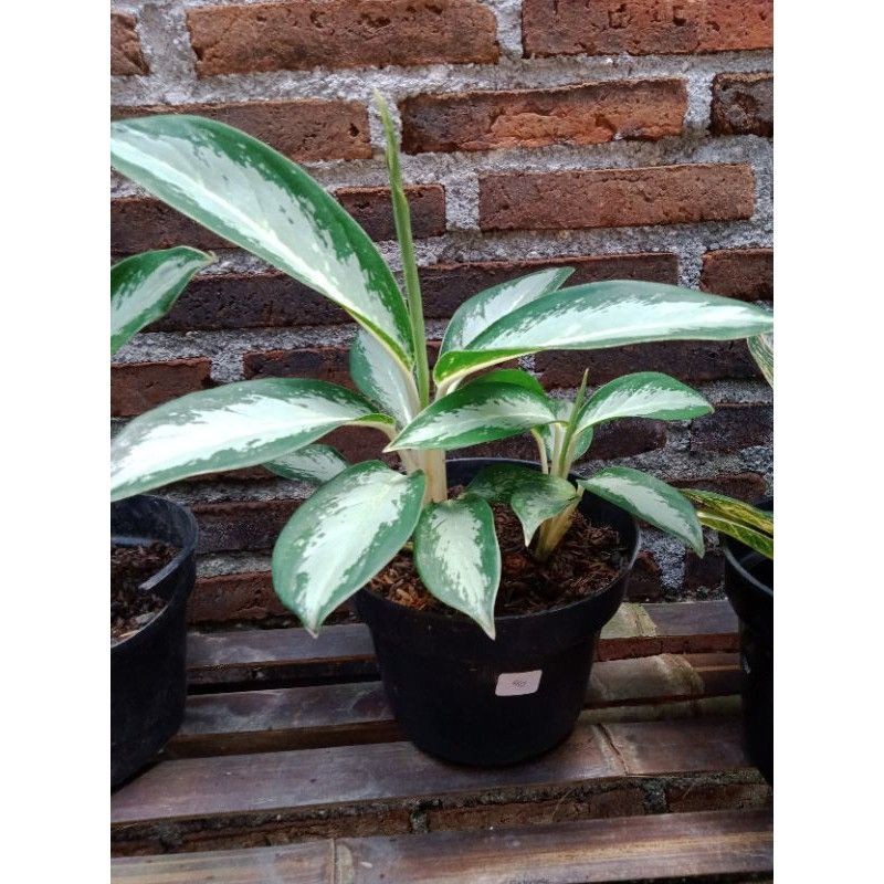 aglonema diven silver