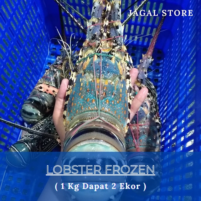 

Lobster Laut Murah Fresh Frozen 1Kg isi 1-2 ekor