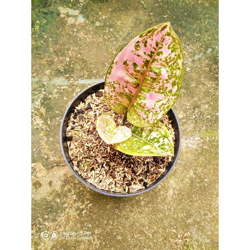 Aglonema Ruby Kura / Aglaonema Rubi Kura / Aglo Ruby / Aglonema Kura