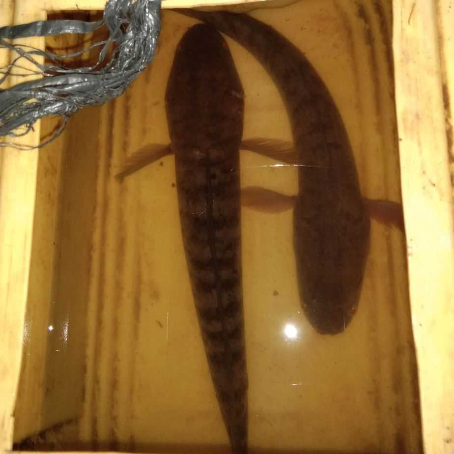 Ikan gabus hidup 1kg