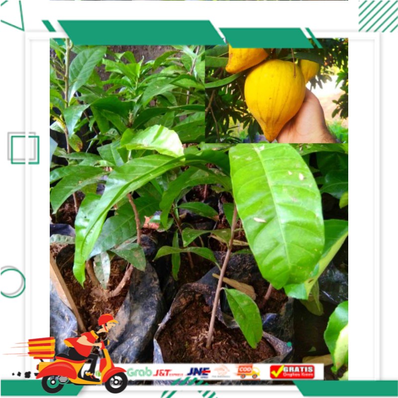 BIBIT SAWO MENTEGA + SAWO MENTIMUN HASIL OKULASI UNGGUL MURAH CEPAT BERBUAH