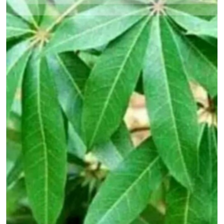 

Daun randu/Daun kapuk segar 100g