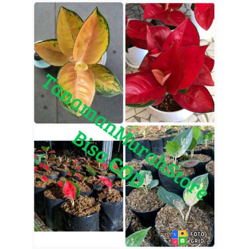 PROMO paket murah 2 anakan aglonema (suksom&SB)