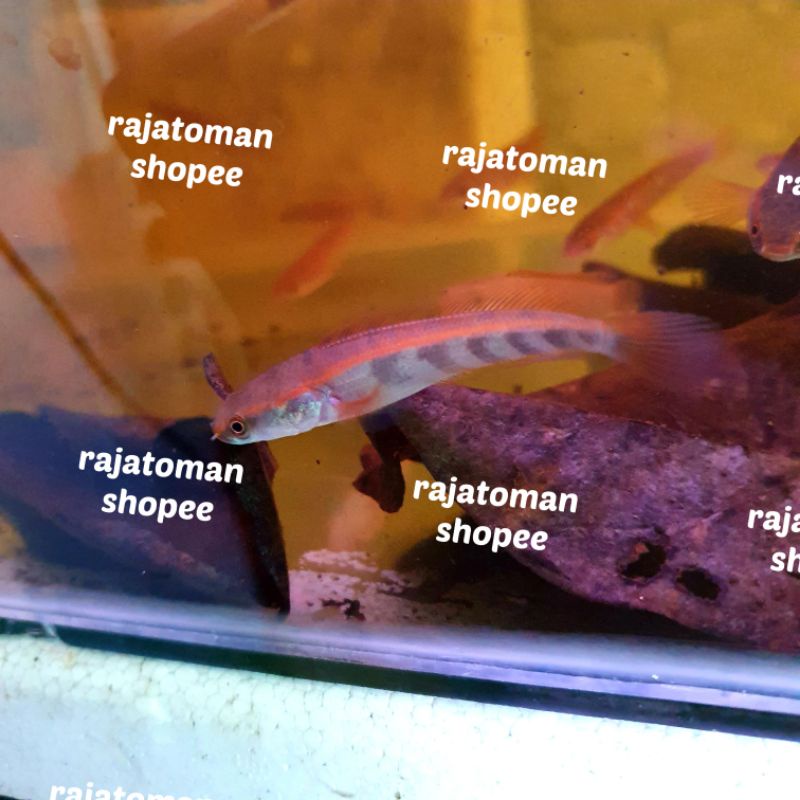 Super Red Barito Grade A 8-10 Cm