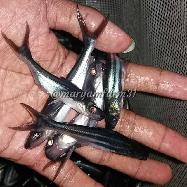 Bibit Patin Murah