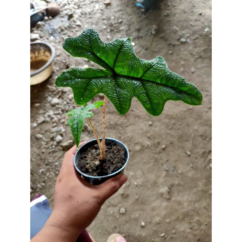 alocasia Jacklyn SP Sulawesi rawatan