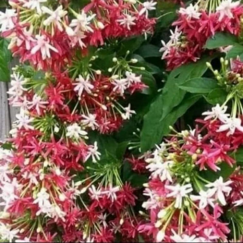 pohon Melati Belanda tanaman rambat Bibit pohon bunga melati Belanda