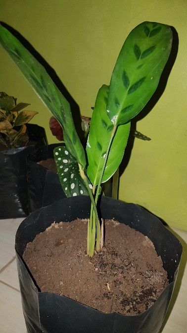 Tanaman Indoor Chalatea Leopardina