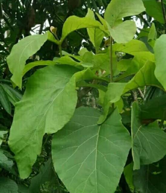 

Daun Jati Belanda Kering 500 Gram