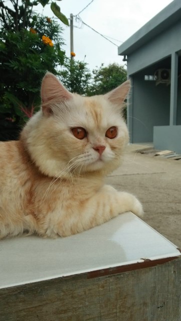 Kaleng Kerupuk Mini Ukuran 7 X 9 Cm