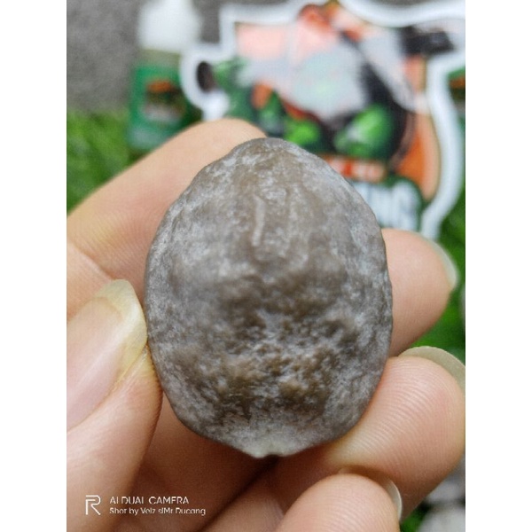 MUNCANG ADU JAYANTI LINGLUNG ORIGINAL .LAGI KERAS