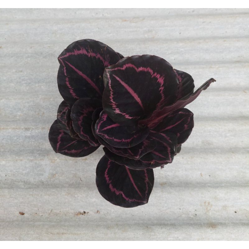 calathea black lipstik dewasa rumpun