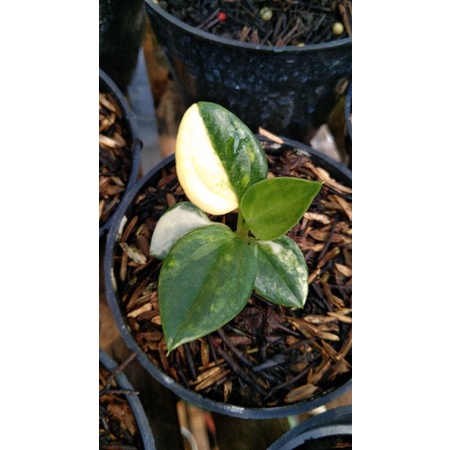 jemani bibit mangkok varigata mewah