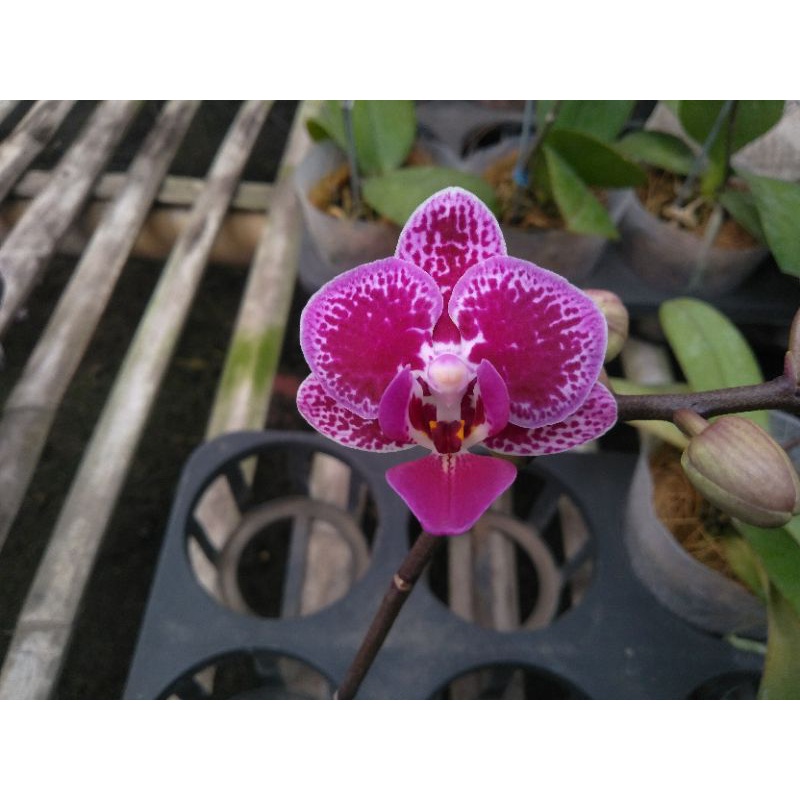 anggrek bulan grade B ungu bercak phalaenopsis hybrid bunga mini spike knop mekar