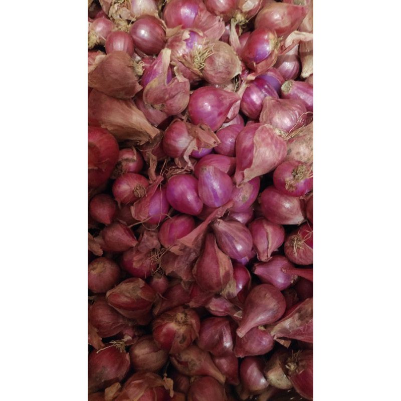 

Bawang merah ( Brambang) sedang.