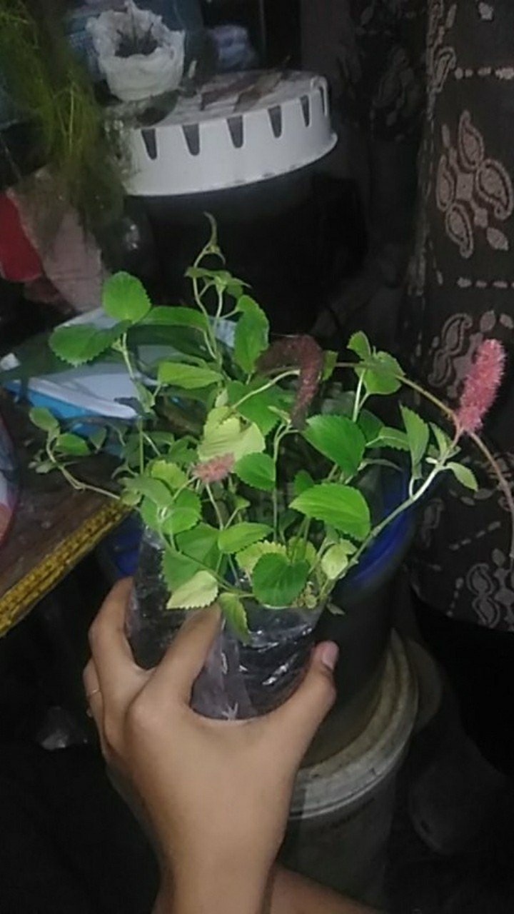 Tanaman Gantung Acalypa Ulat Merah