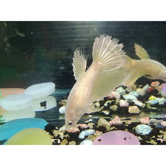 PROMO CUPANG HALFMOON FEMALE GOLD FULL TELUR INDUKAN (100% REAL PICT/ SESUAI FOTO)