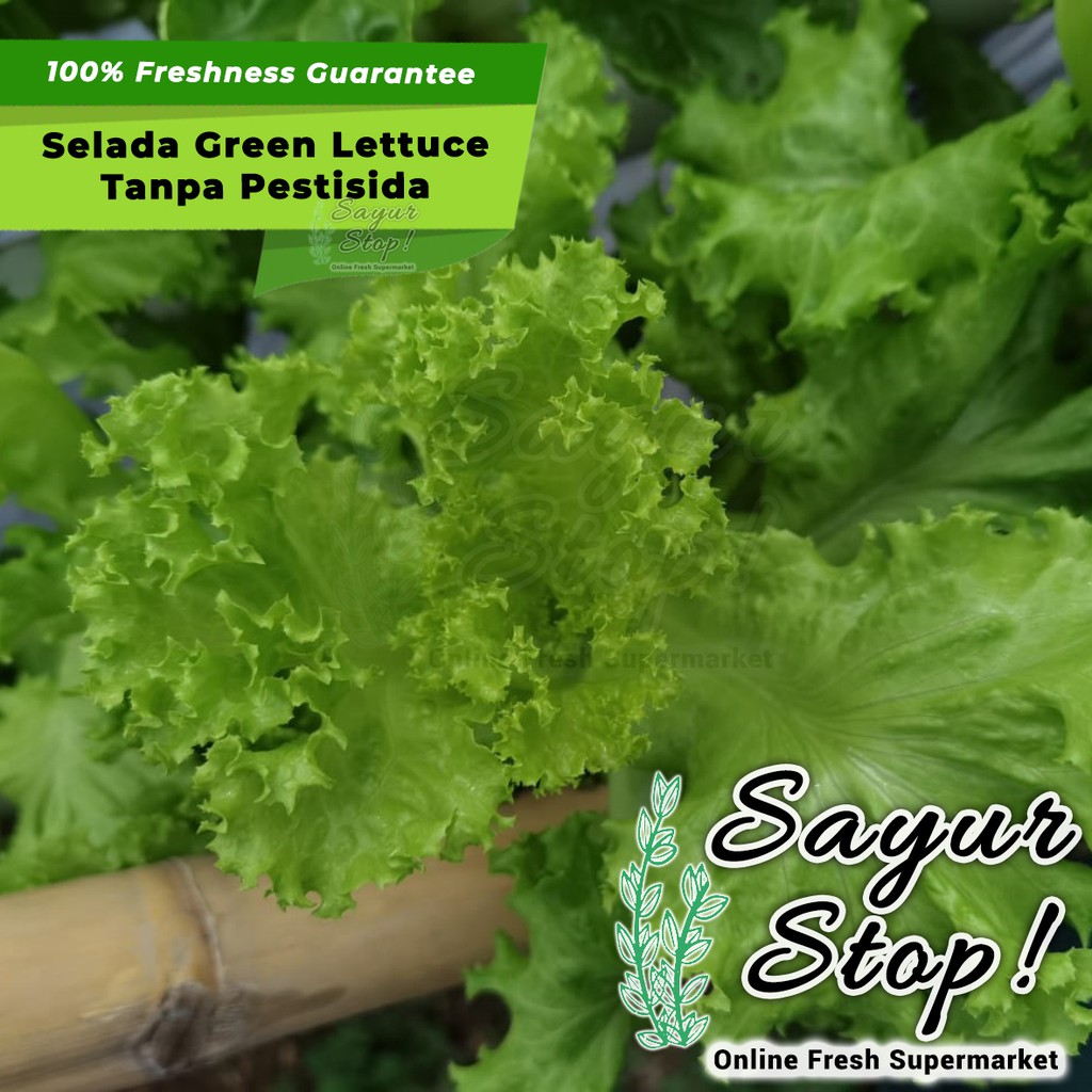 

Sayur Stop Selada Green Lettuce Organik Tanpa Pestisida 1 pcs