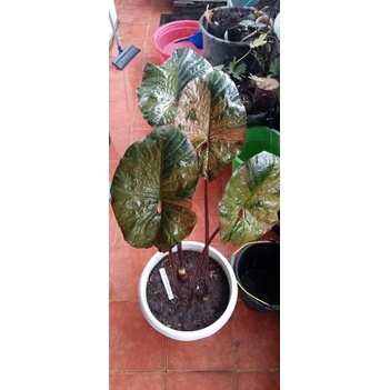 alocasia serendipity variegata