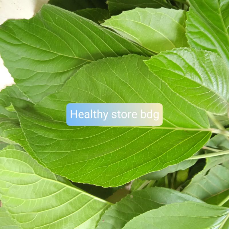 

Daun Talingkup Segar Paket 1 Kg