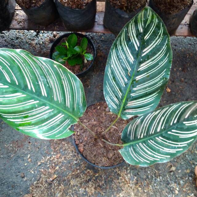 Calathea ornata /tanaman hias Calathea ornata