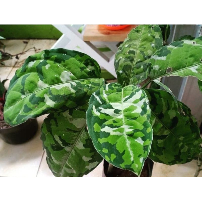 aglonemaPictumTricolor