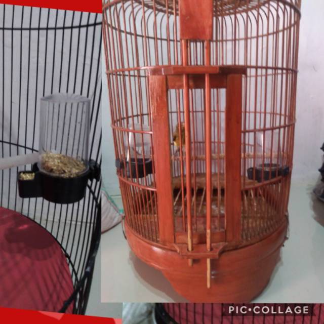 Tempat pakan burung