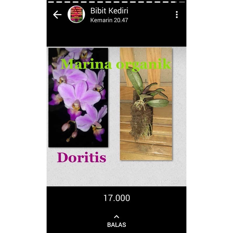 Bunga Anggrek doritis