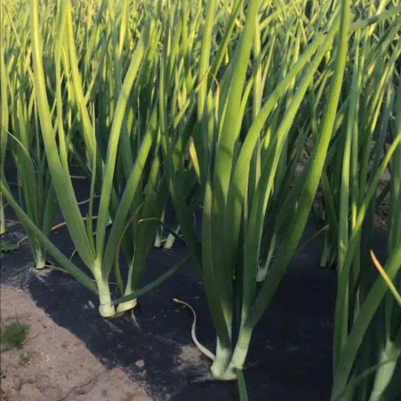 50+ biji BENIH DAUN BAWANG