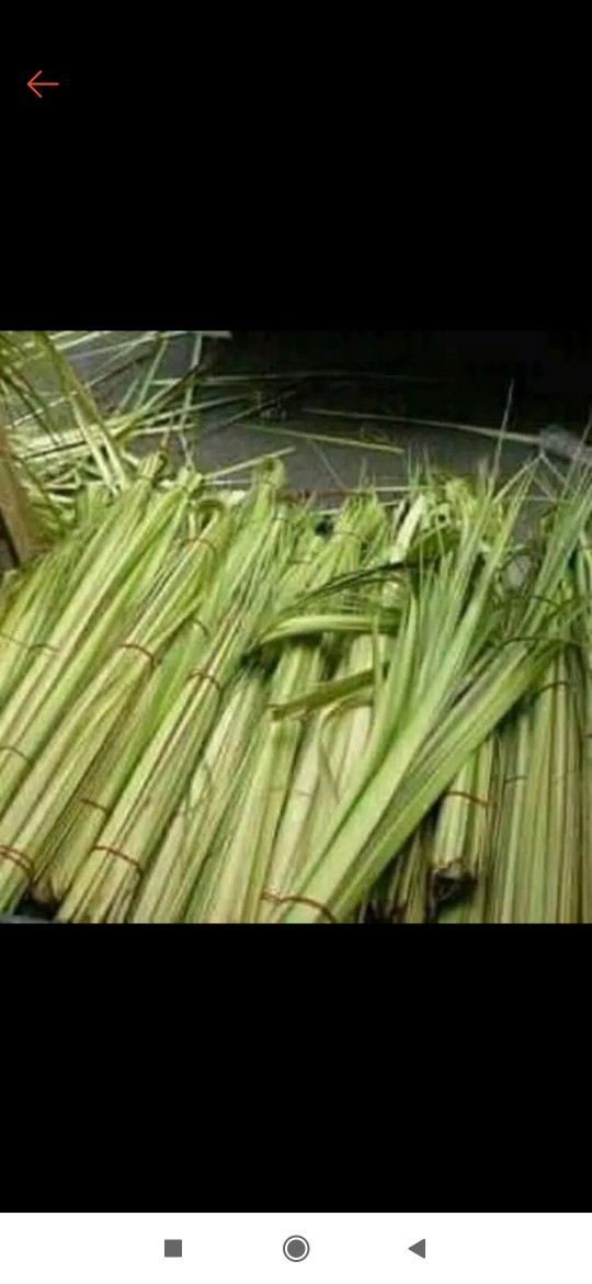 Janur Kelapa Muda Harga Perbiji