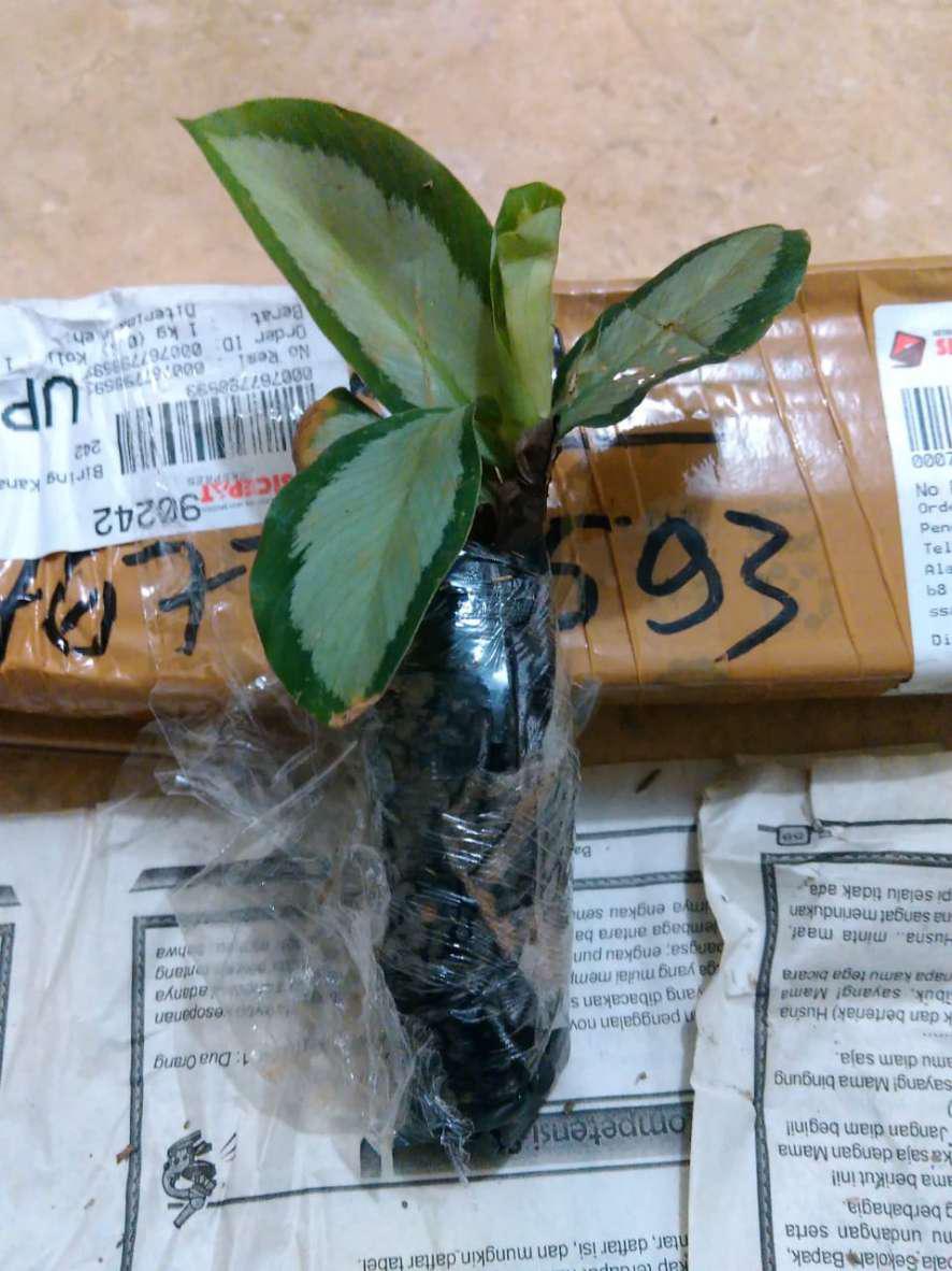 Tanaman Hias Calathea Drag Star Tanaman Calathea Drakstar
