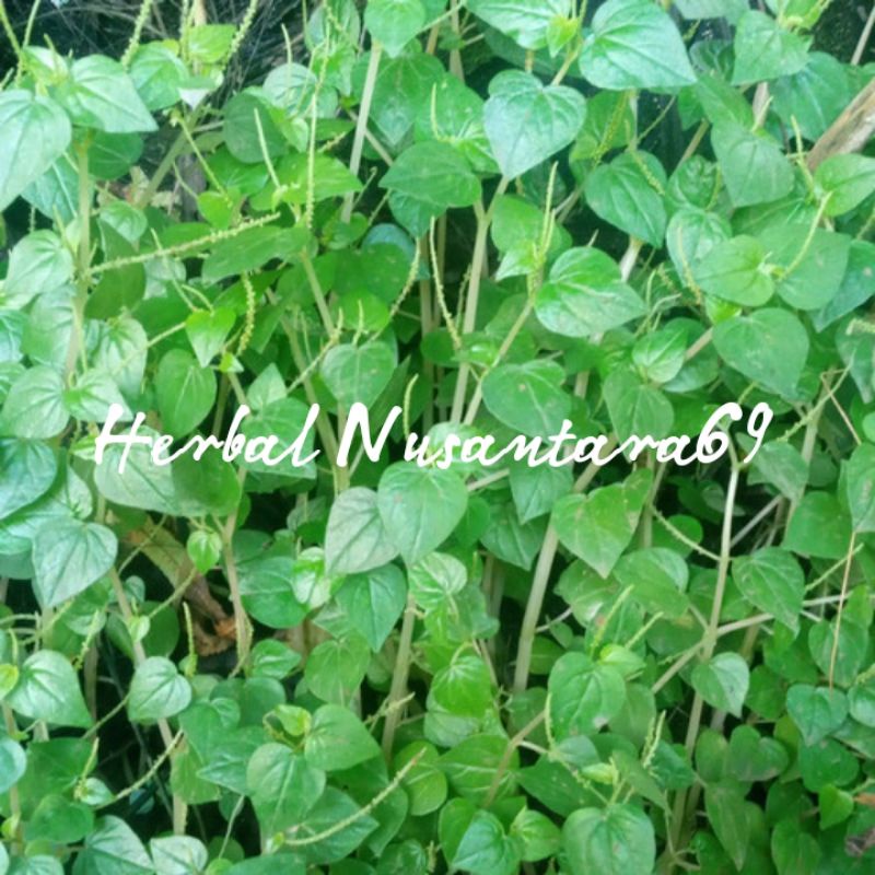 

Daun Ketupang Air atau Suruhan Cina Segar 250gram