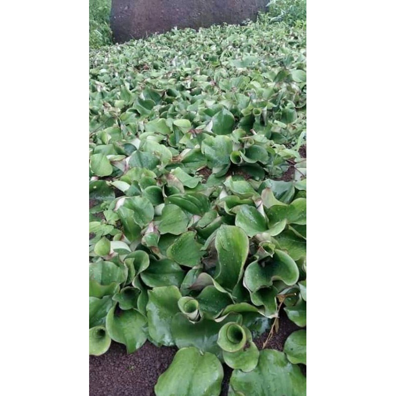

Kencur Segar bersih dan Fress karna baru petik dari kebun