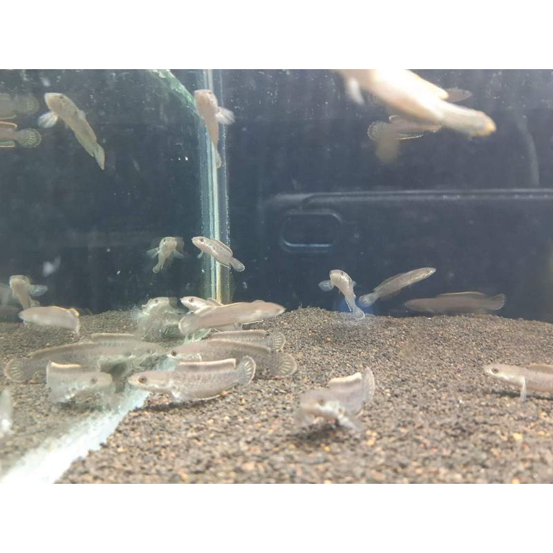Ikan limbata cb size 5-6cm