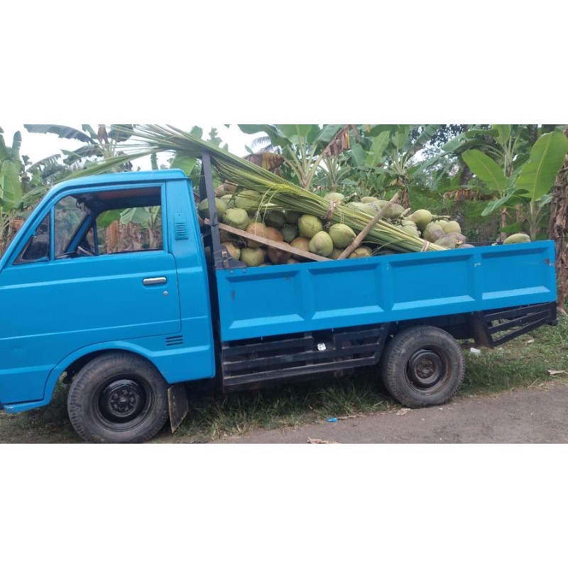 

janur kuning dan hijo