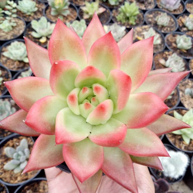 Kaktus Sukulen echeveria Agavoides frankrinet