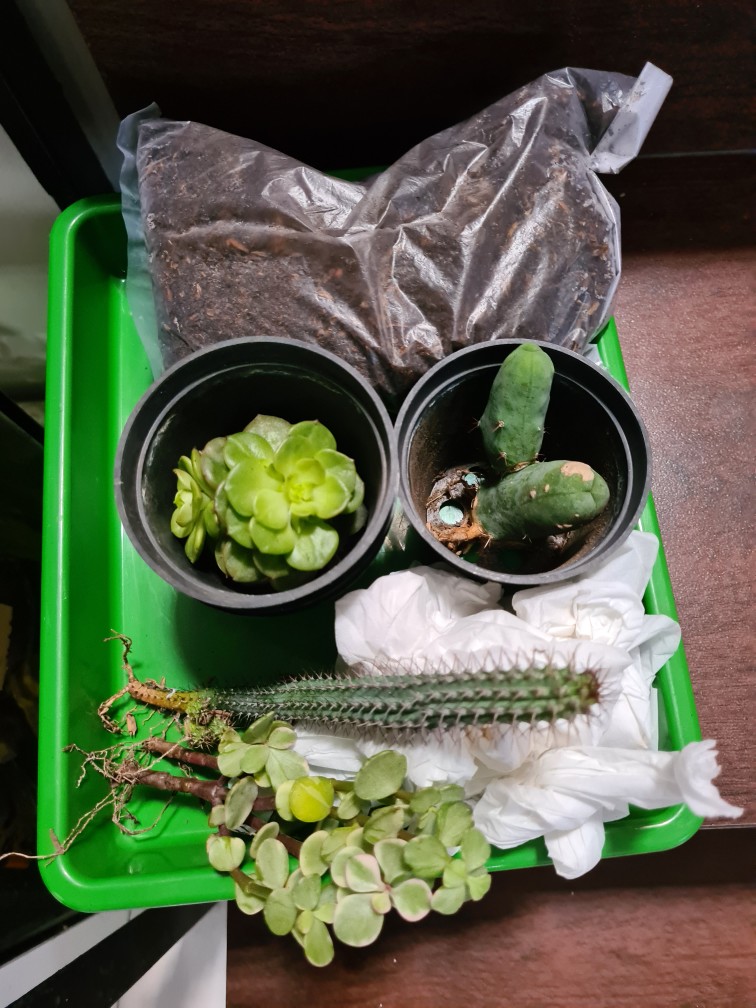 Sukulen Dan Kaktus Mini (echeveria ‘green Prince’)