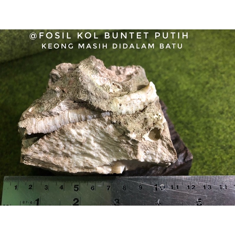 Bongkahan Fosil Keong Putih C21 atau Fosil Kol Buntat Putih Temuan atau Fosil Kerang Langka