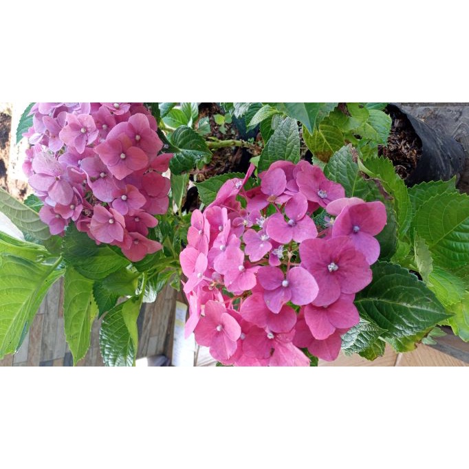 Bibit Tanaman Hias Bunga Hortensia  Pancawarna Tanaman Hydrangea (Dewasa) -Bibit Bunga Bokor Kondisi Berbunga