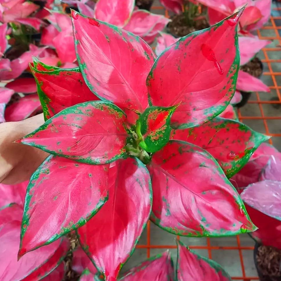 Tanaman Hias Aglonema Pink Catrin/tanaman hias hidup/tanaman hias merah murah