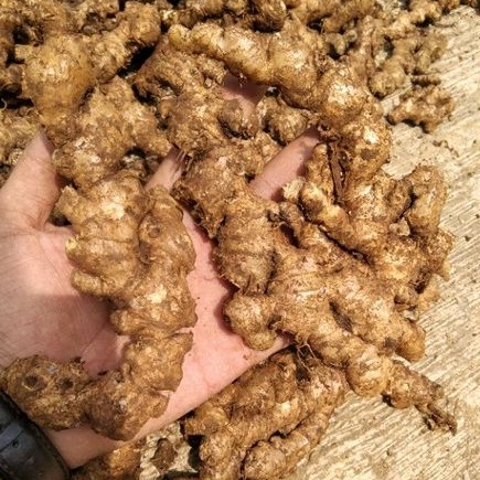 

jahe emprit 500gr