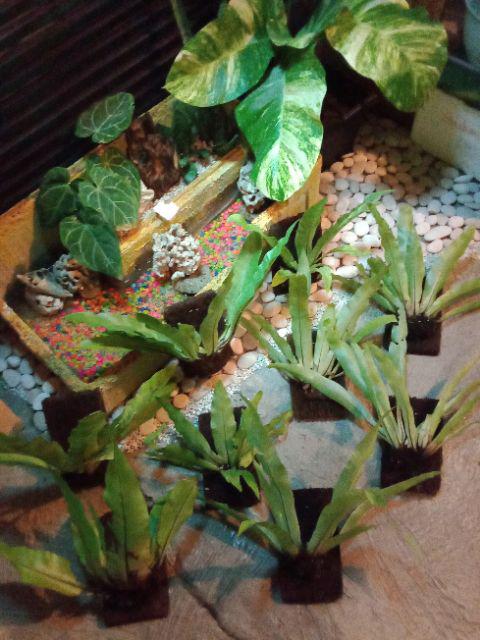 Akar Pakis Media Tanam Akar Pakis Media Tanam Anggrek Pakis Tempel Media Tanam