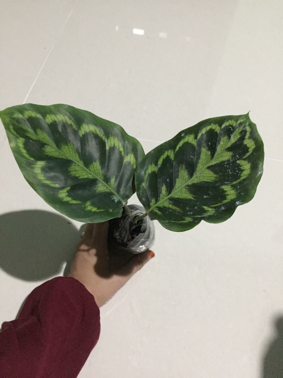 Tanaman Hias Daun Calathea Peacock