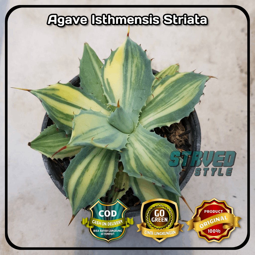 AGAVE ISTHMENSIS STRIATA TANAMAN KAKTUS SUCCULENT HIAS + POT