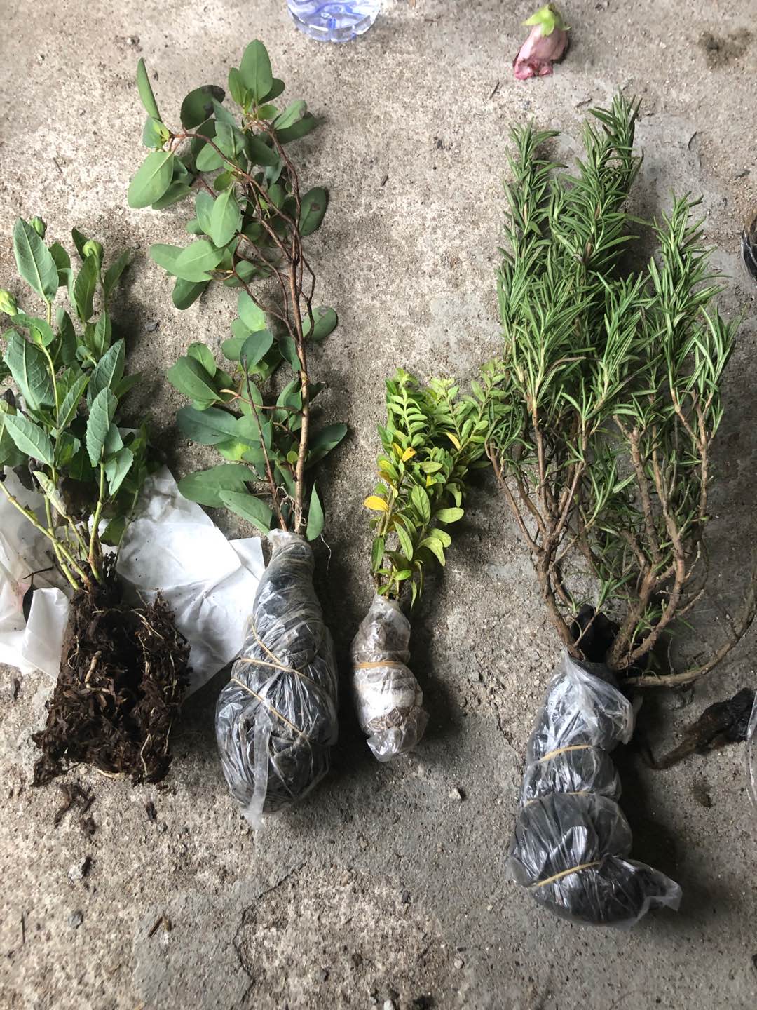 Tanaman Hias - Bibit Bunga Gloxinia