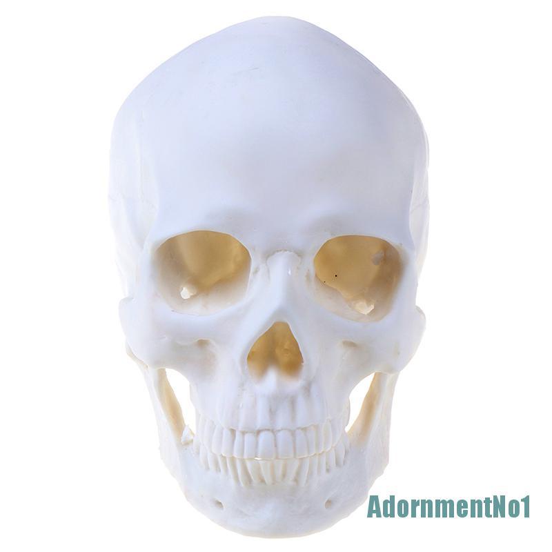 (AdornmentNo1) Model Tengkorak Manusia Bahan Resin Warna Putih Skala 1: 1 Untuk Halloween